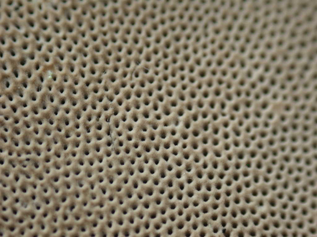 Fomes fomentarius - Sta nascendo un ...???  QUIZ